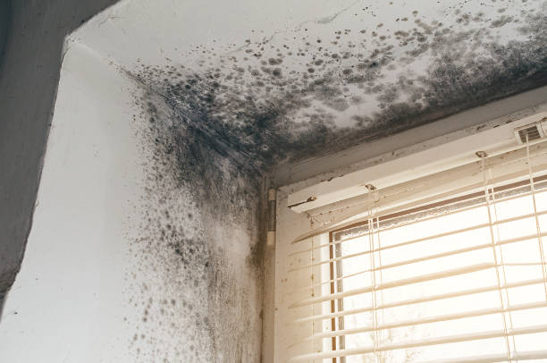 Trusted Commercial Mold Remediation service in West Chicago, IL - Cheap Mold Removal